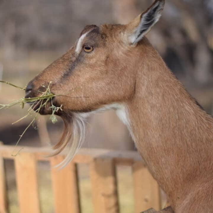 Are Goats Browsers Or Grazers Boots Hooves Homestead