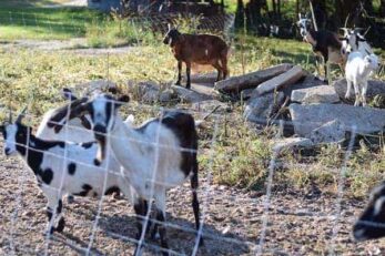 Using Goats For Grazing Land Clean Up Boots Hooves Homestead