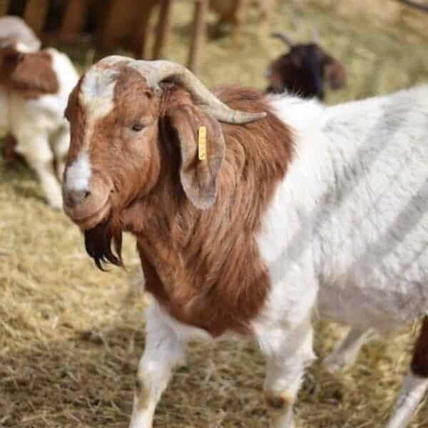 Using Goats For Grazing Land Clean Up Boots Hooves Homestead