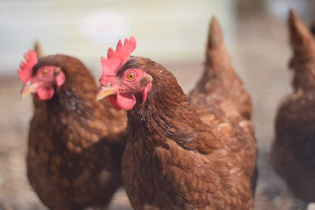 two chicken hens outside in a run