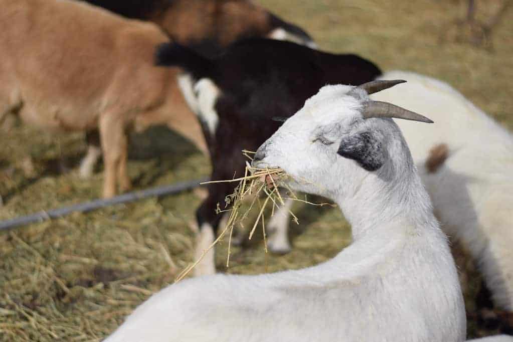 group of goats eating hay outside 