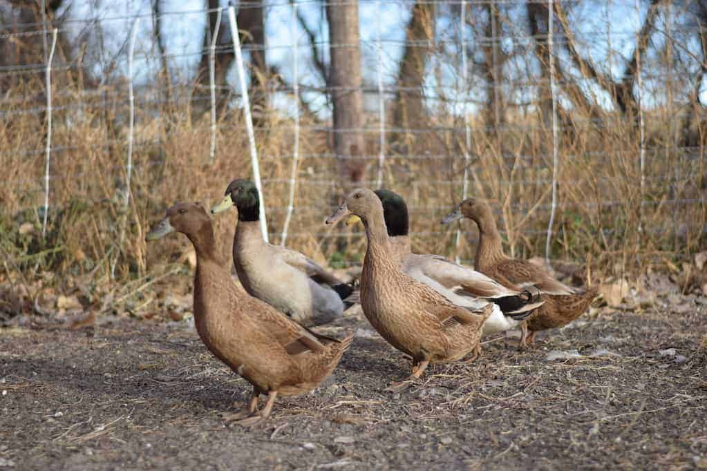 group of ducks outside in a pen