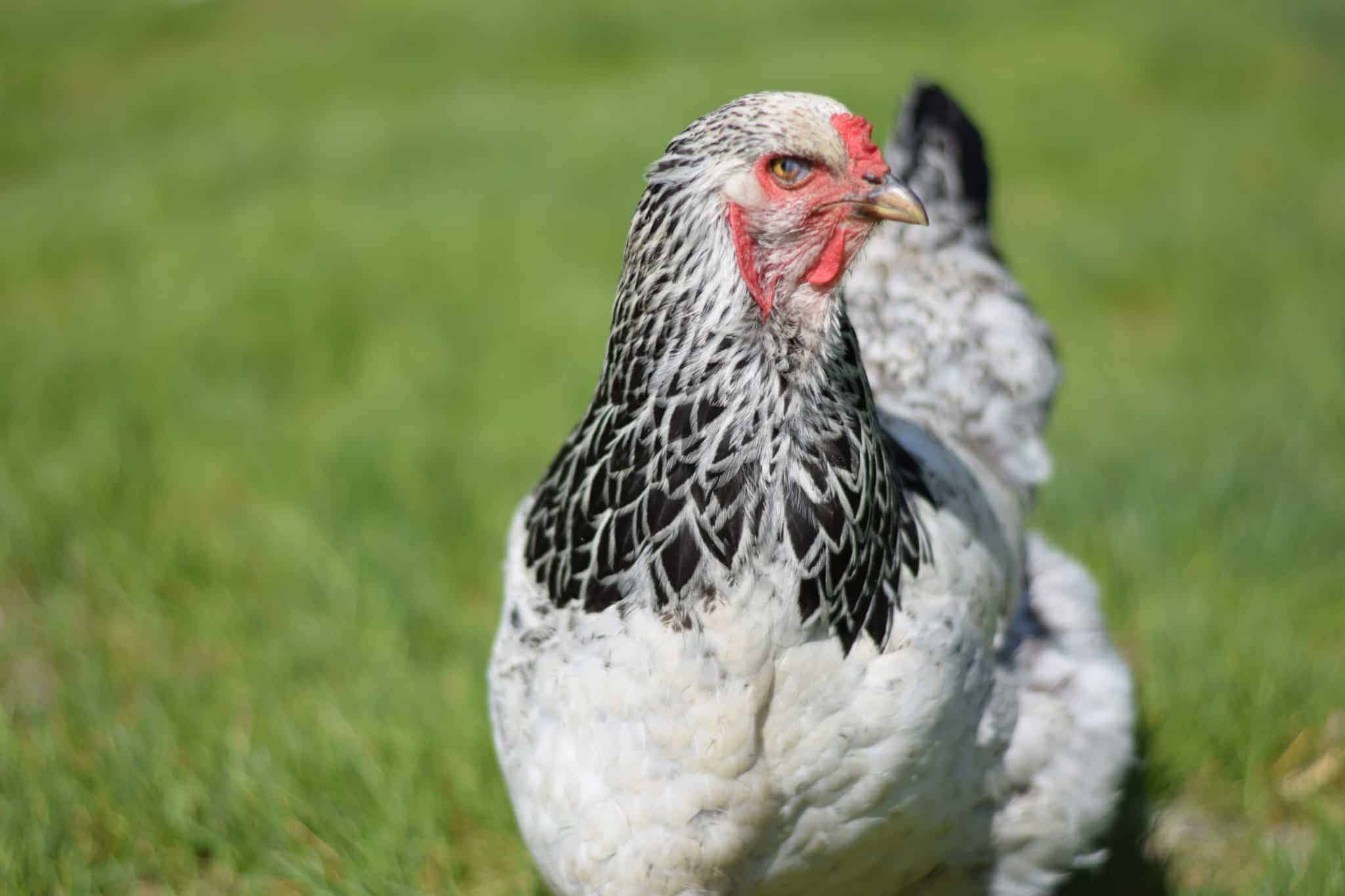 brahma chicken outside in grassy lawn