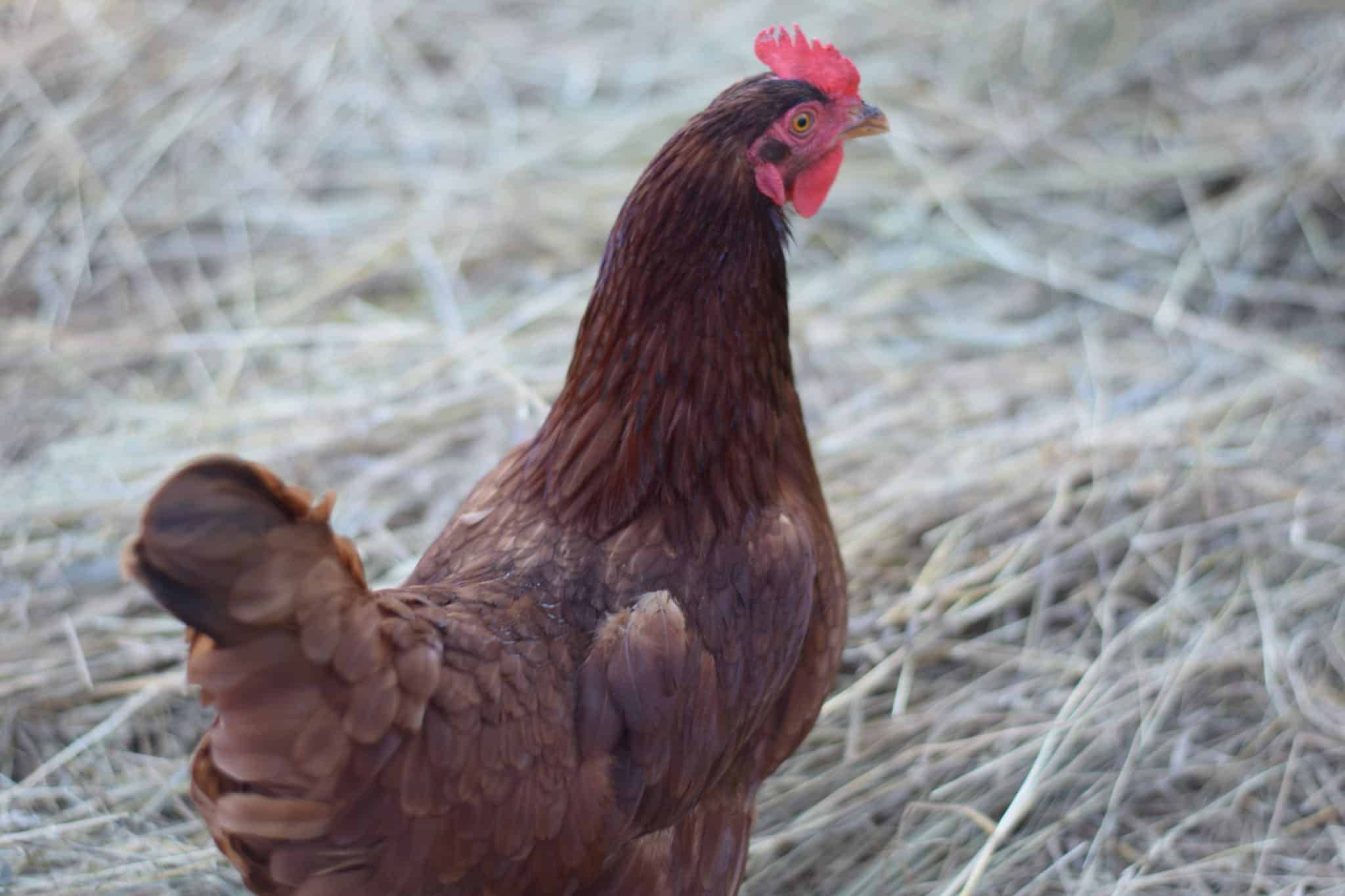 chicken in a hay pile outside