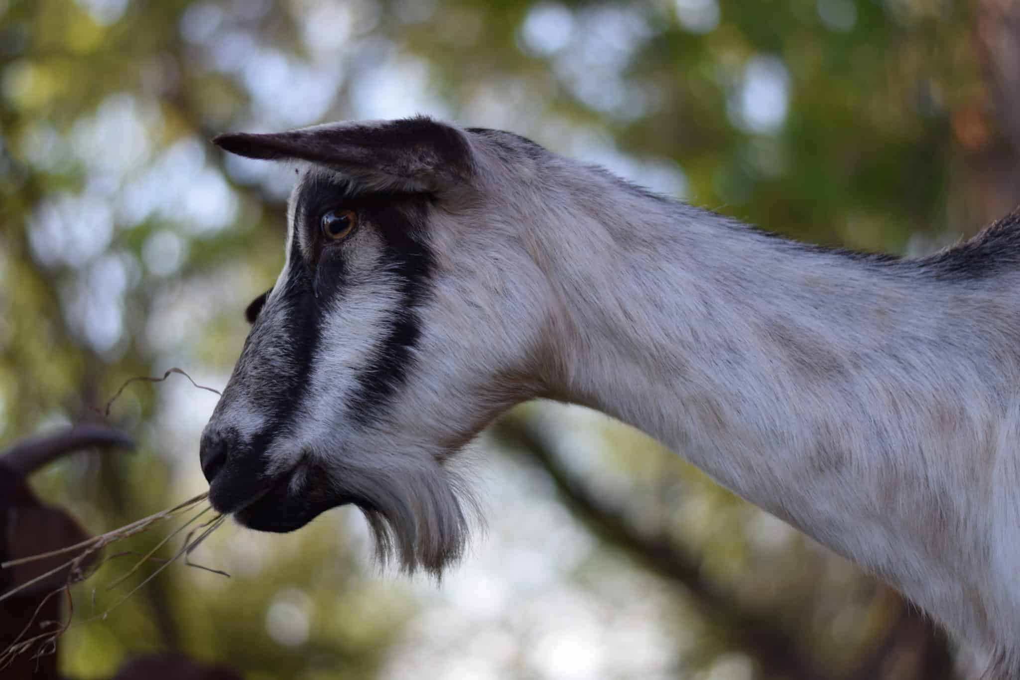 alpine goat outside eating hay