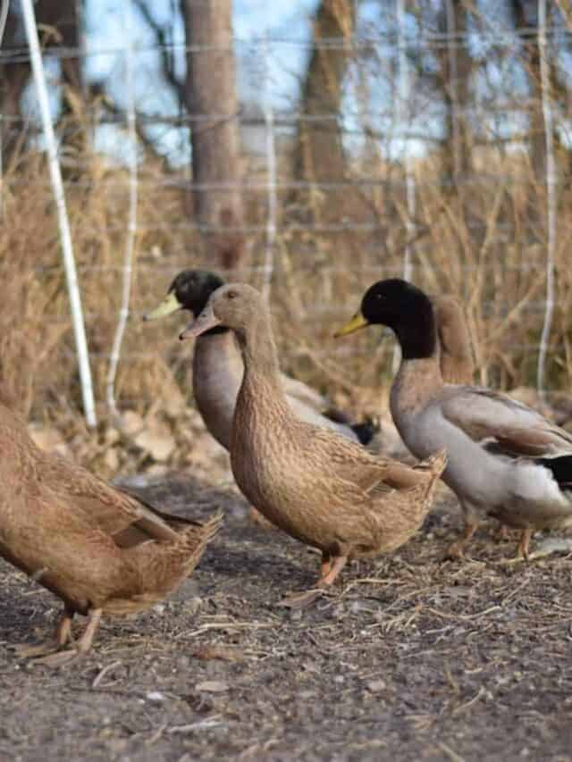 group of khaki Campbell ducks in the outside run