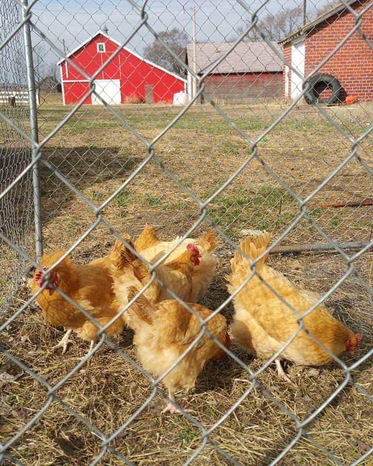 buff orpington chickens