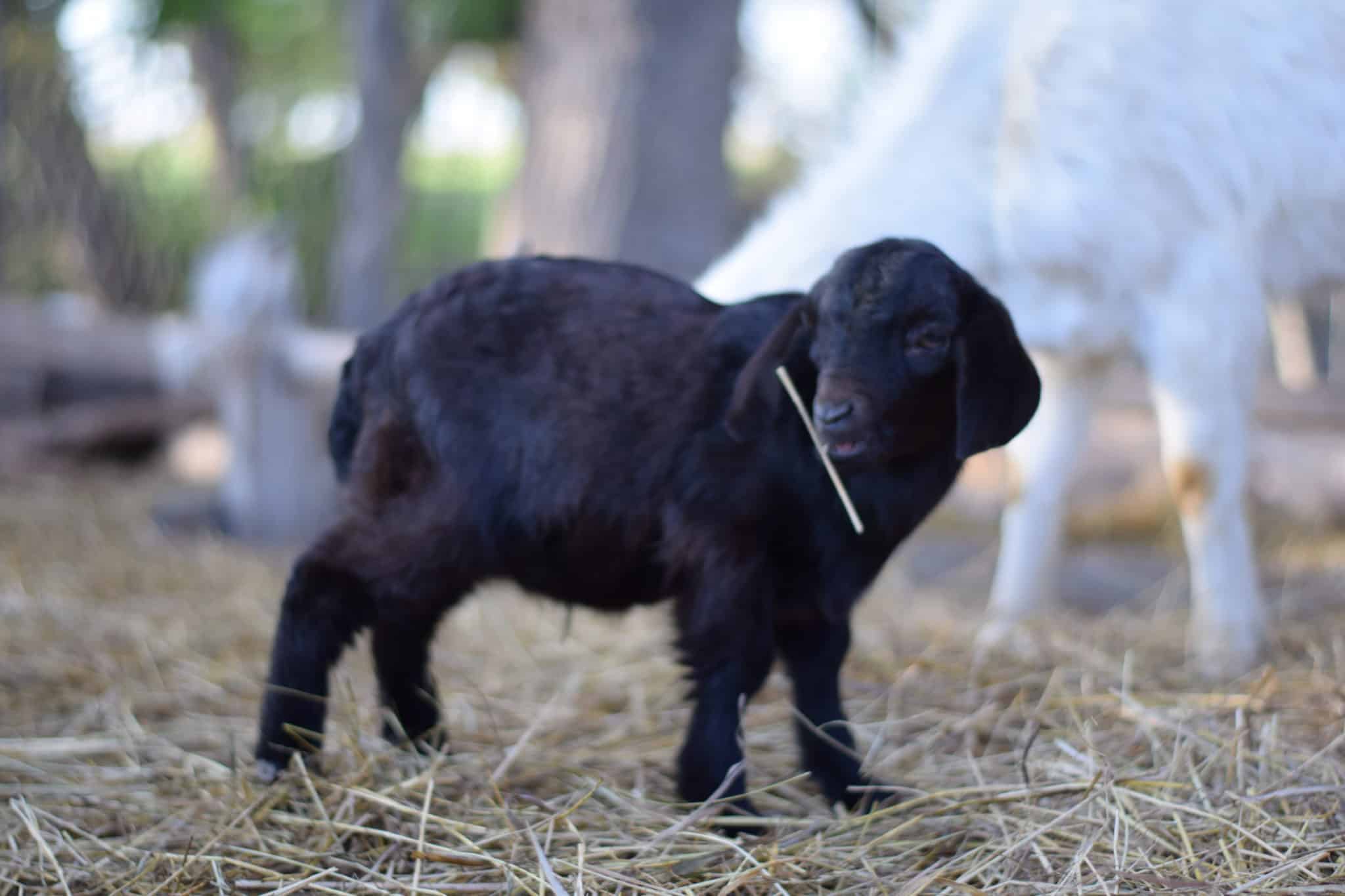 small black goat eating hay