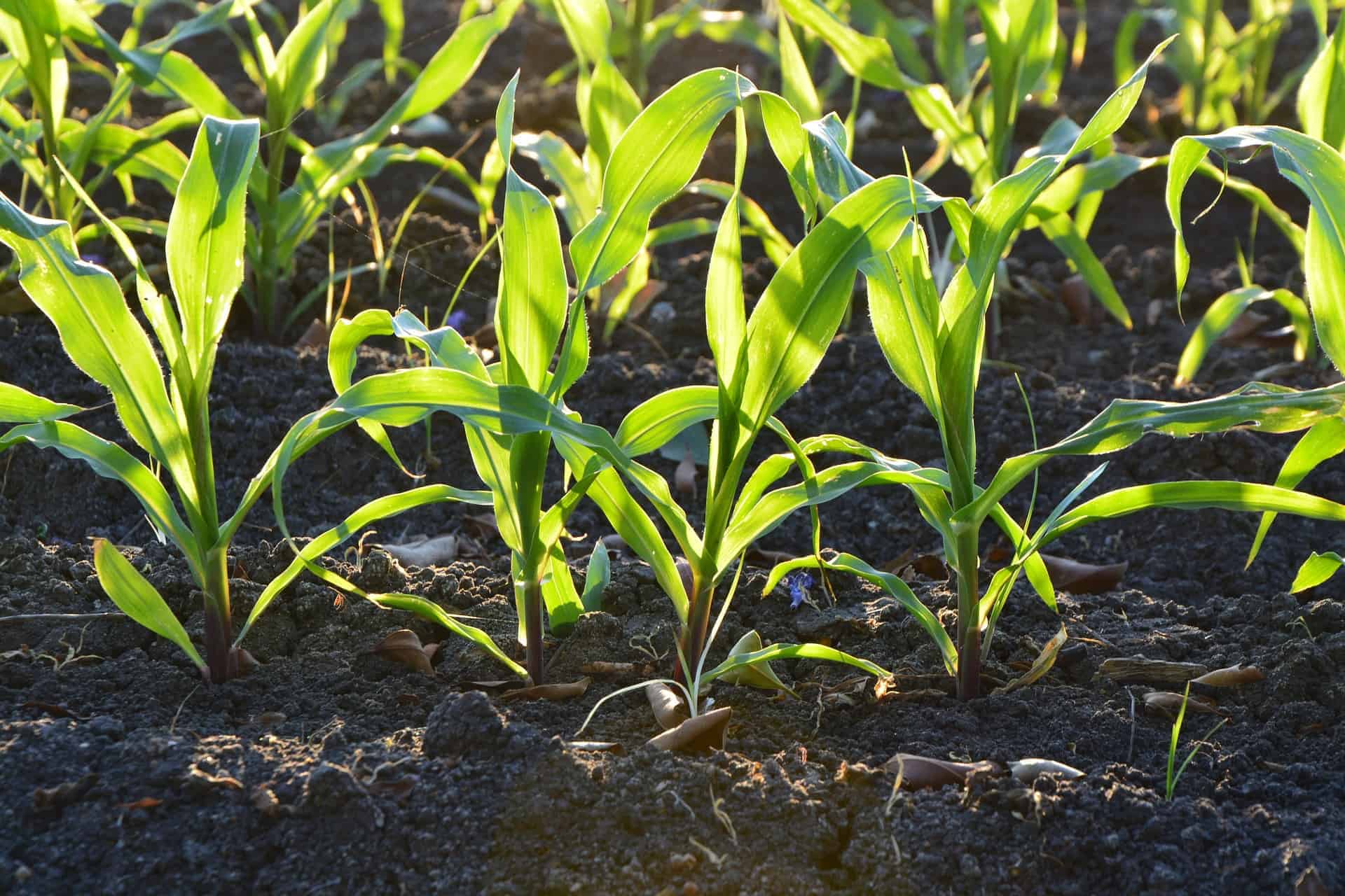 corn stalks sprouting up from ground