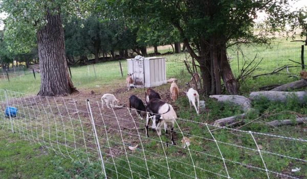 goats grazing in yard with electric fence