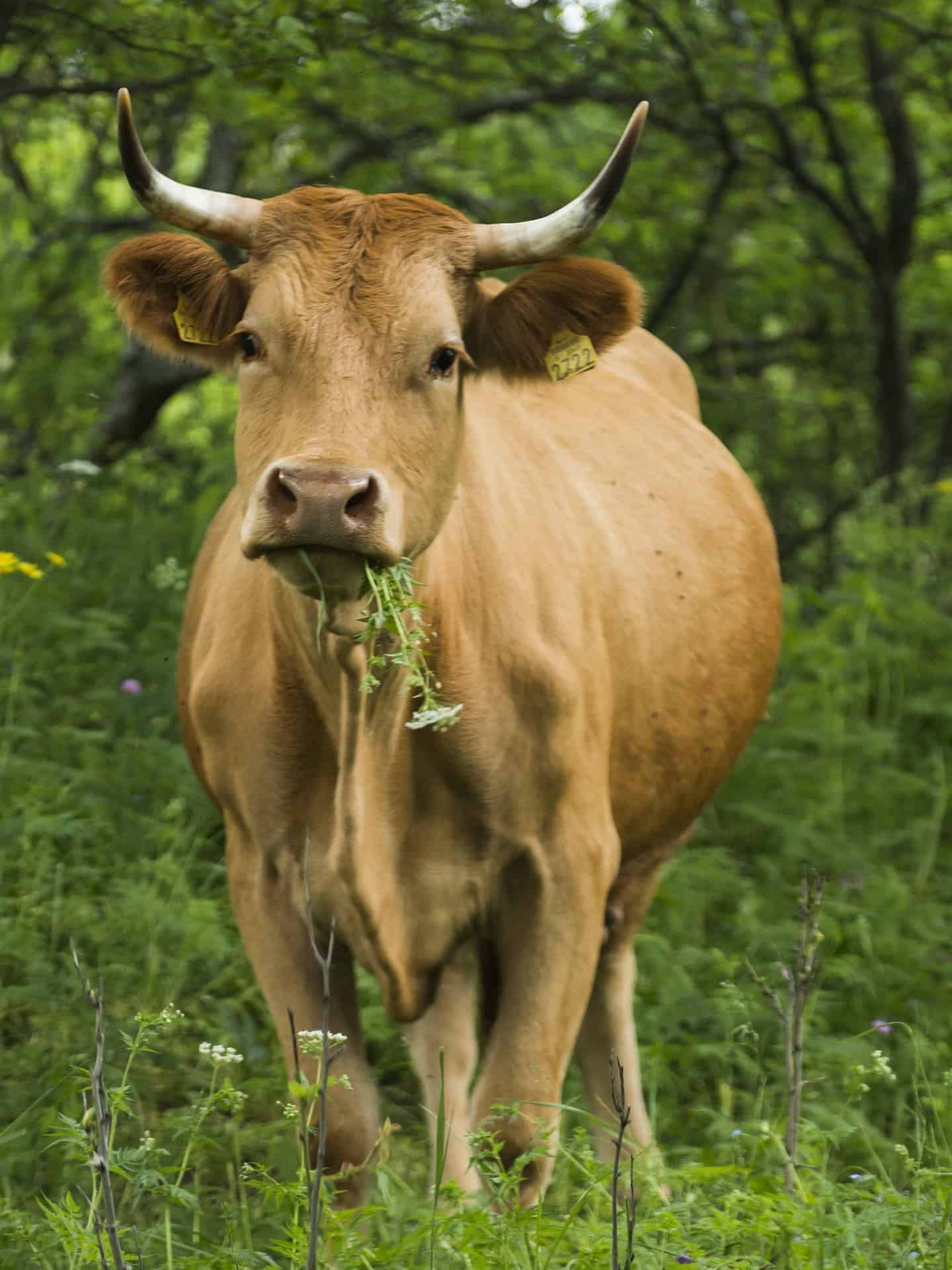 brown cow eating grass in a pasture