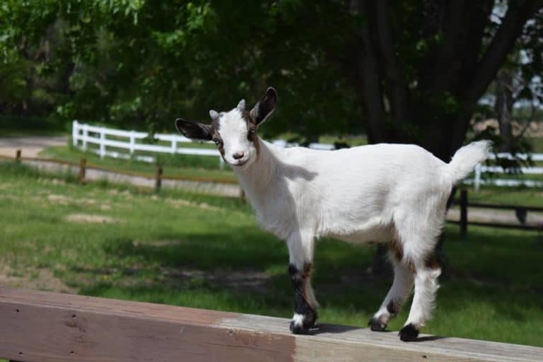 pygmy goat standing on deck railing