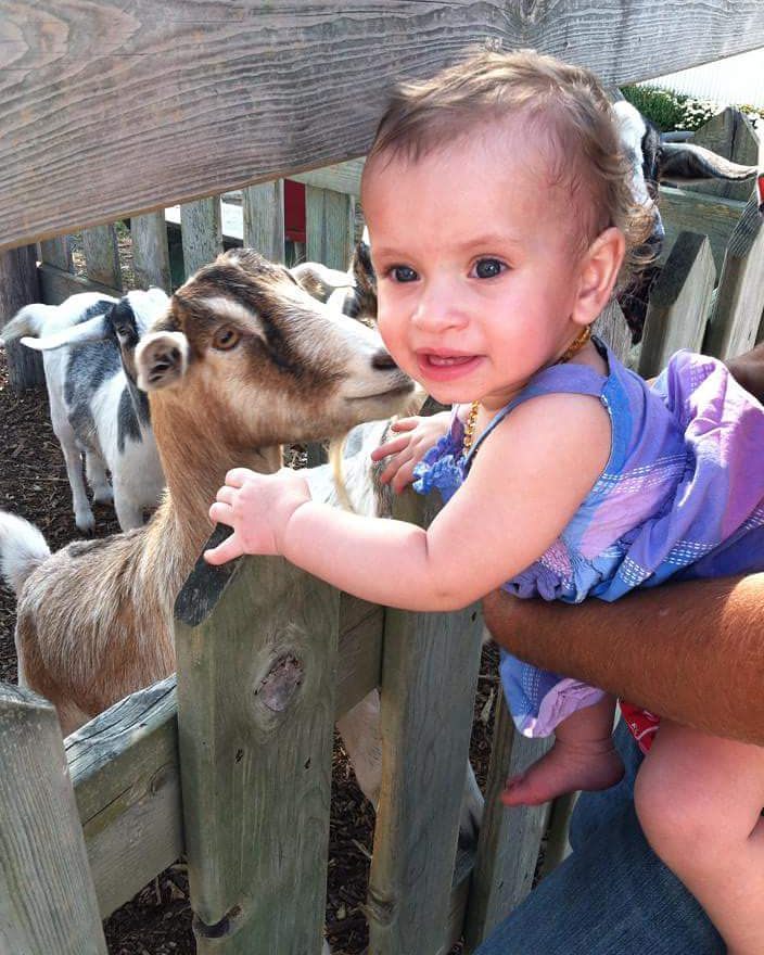 goat and little girl next to fence