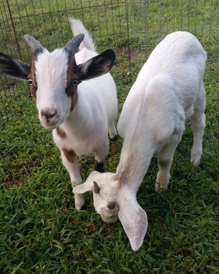 two baby pygmy goats in a fenced in run