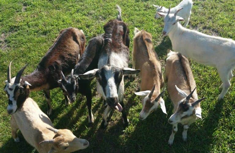 group of goats looking up at the camera