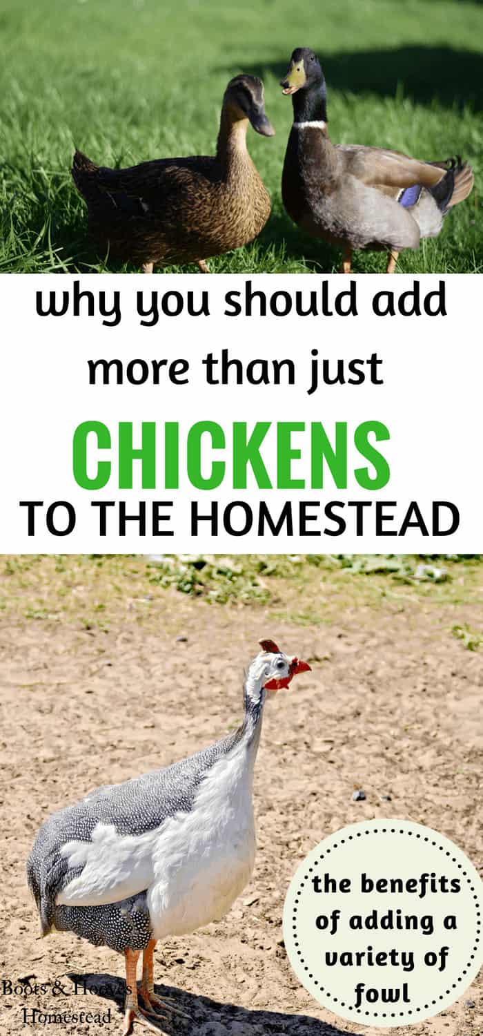 Raising Ducks and Chickens Together - Boots & Hooves Homestead