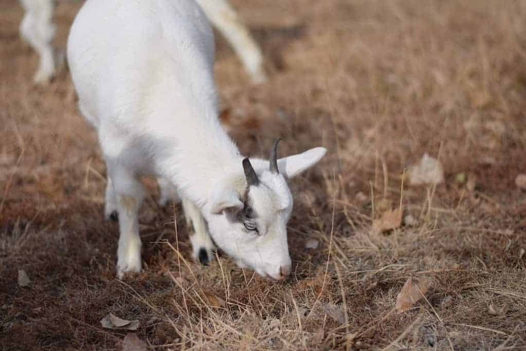 pygmy goat eating grass 