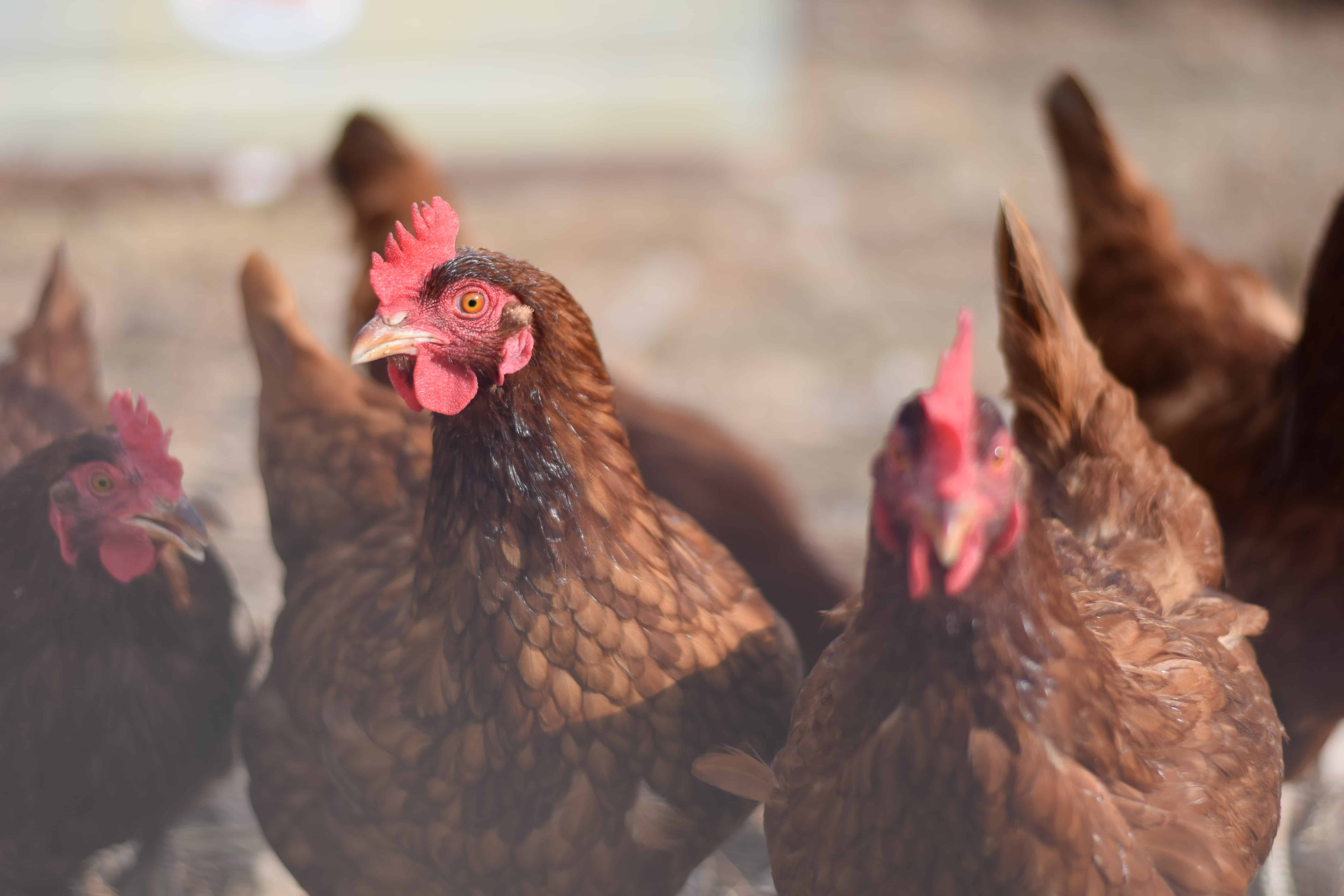 group of chickens in an outdoor run