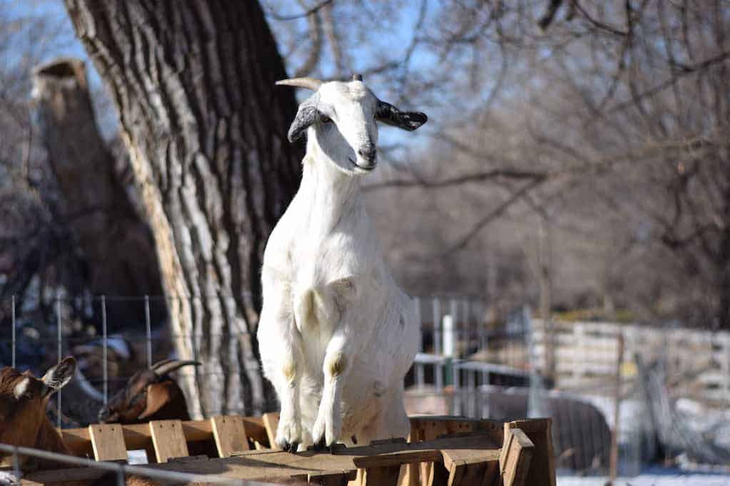 goat standing on feeder