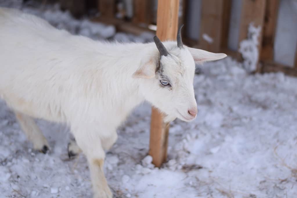 white pygmy goat standing next to a goat shelter