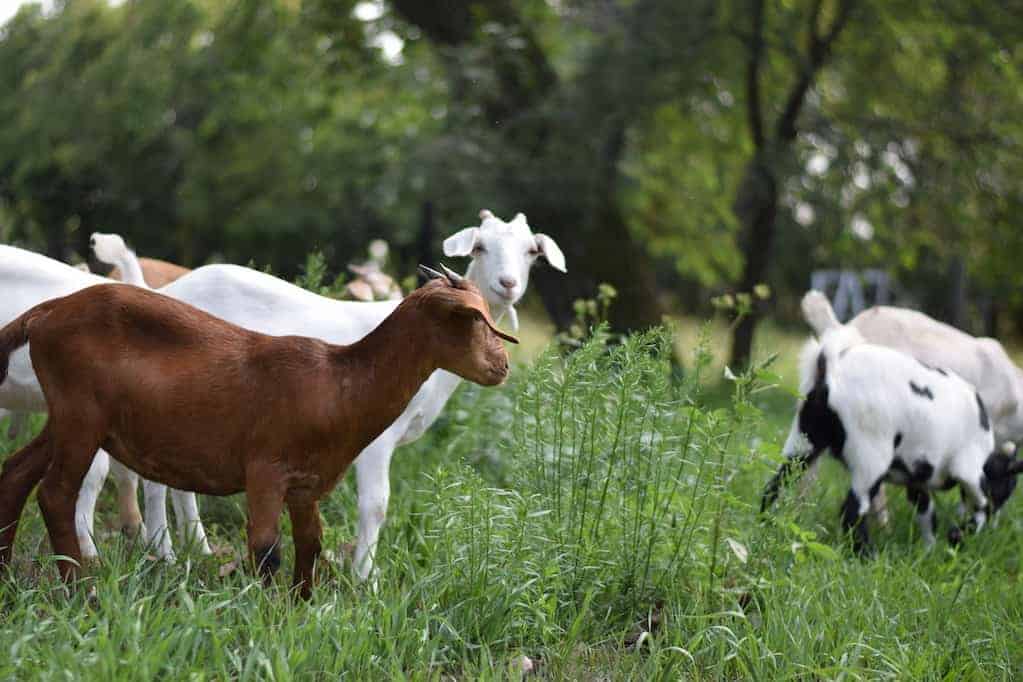 goats grazing in green grass