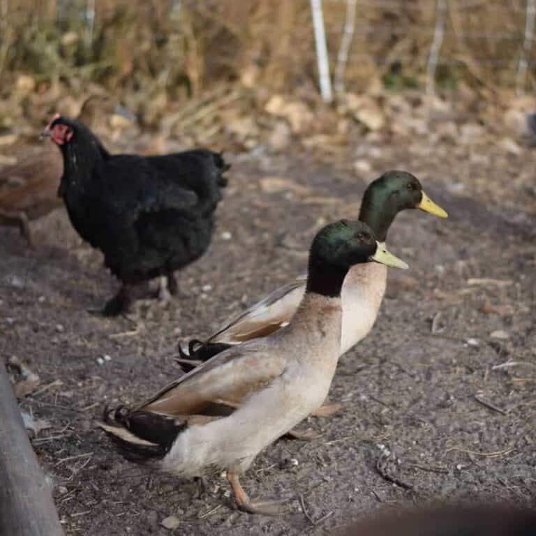 Raising Ducks and Chickens Together