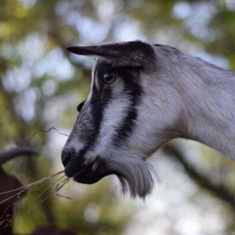 10 Awesome Benefits of Goats