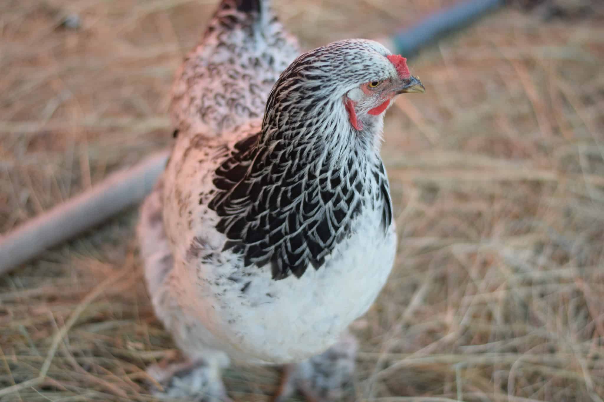 brahma chicken in a coop run