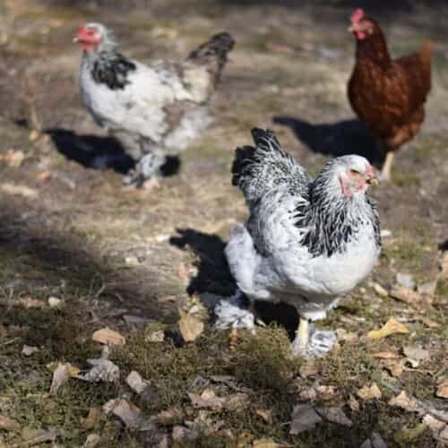 Raising Chickens - Resources to Get Started - Boots & Hooves Homestead