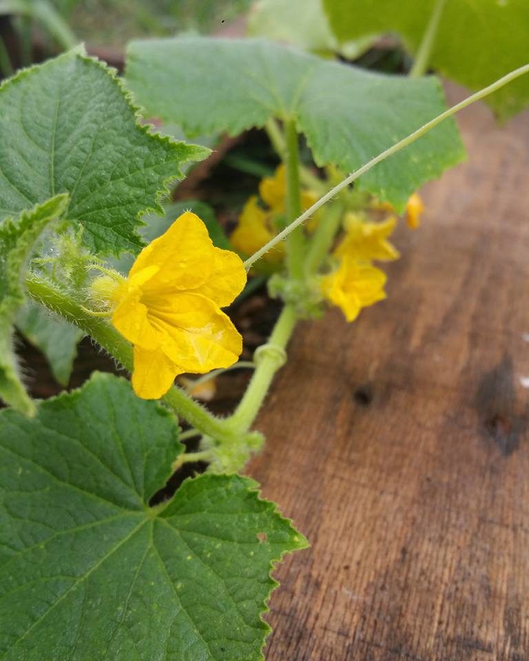 zucchini blossoms resting on wood 