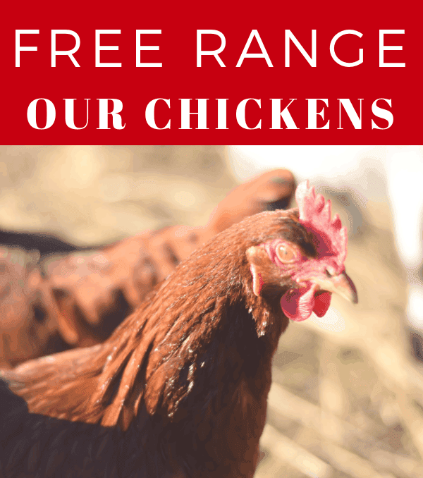 close up image of a Rhode Island red chicken
