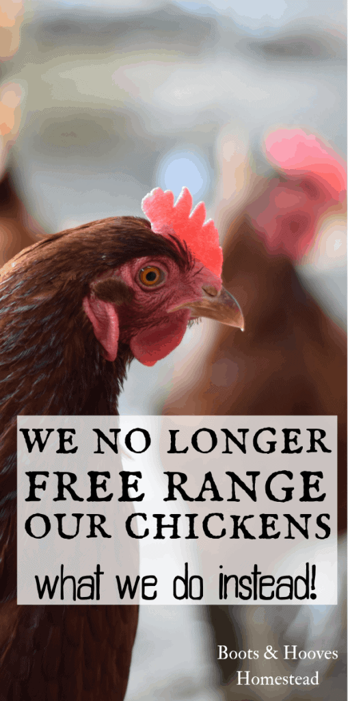 chickens in coop