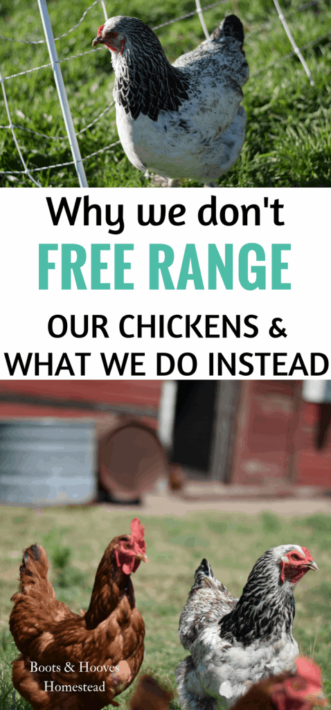 Why Not Free Range Chickens - Boots & Hooves Homestead