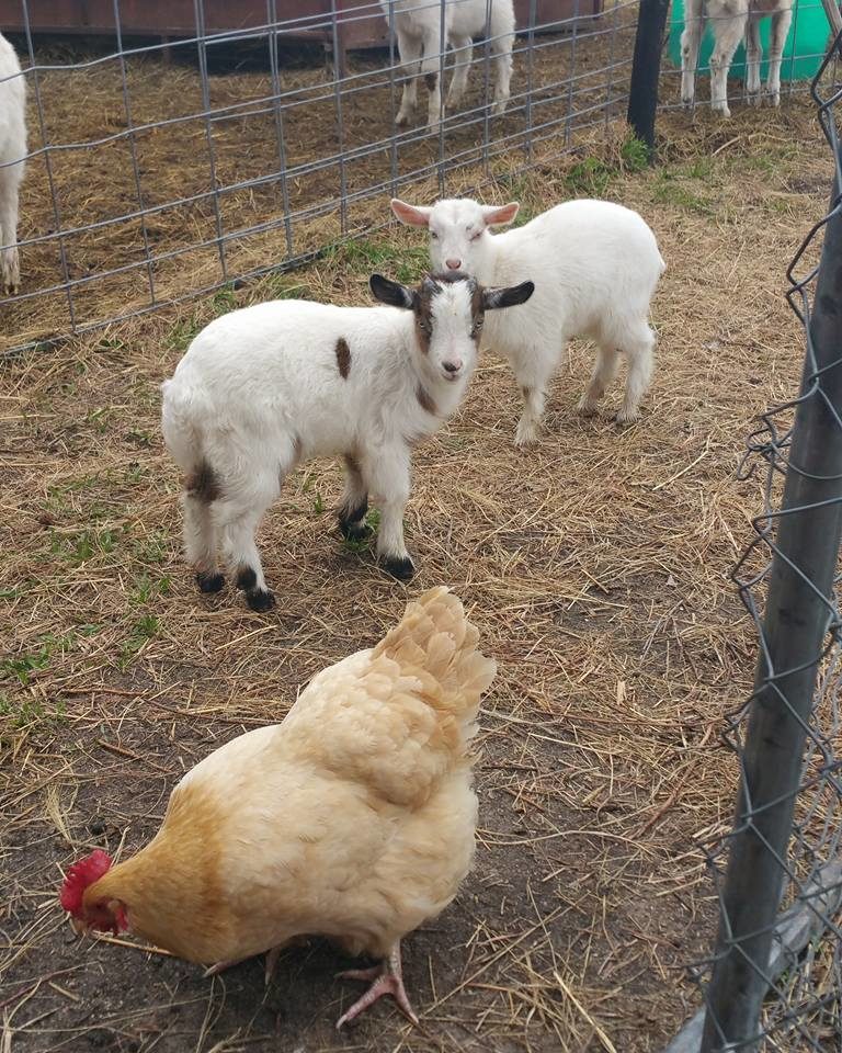 chickens and goats in a pen