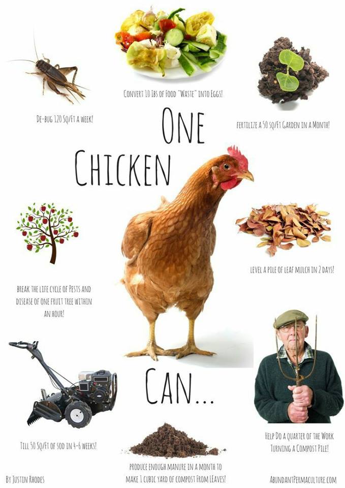 info graph with what chickens can do for you