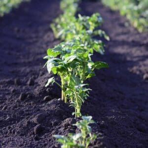 vegetables sprouting in garden bed