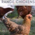 Why Not to Free Range Chickens - Boots & Hooves Homestead