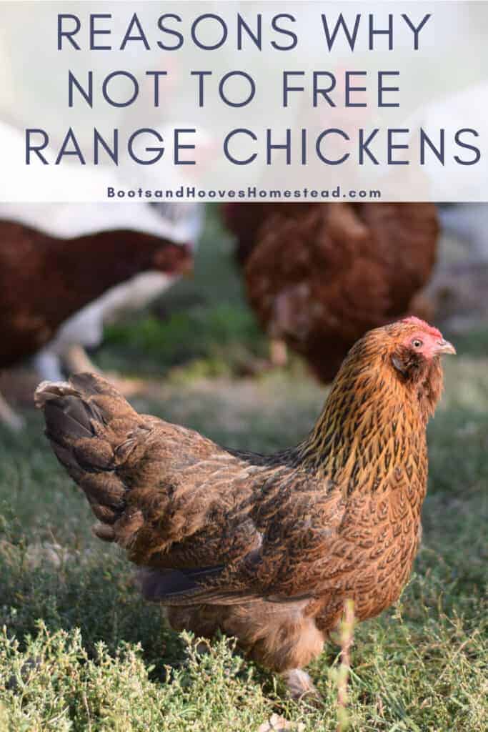 Why Not Free Range Chickens - Boots & Hooves Homestead