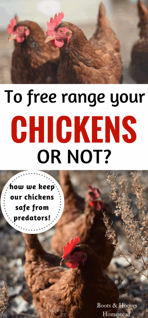 Why Not Free Range Chickens - Boots & Hooves Homestead