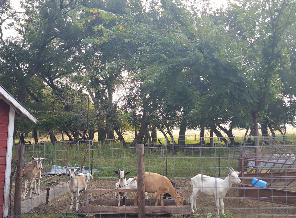 group of goats in an outdoor pen