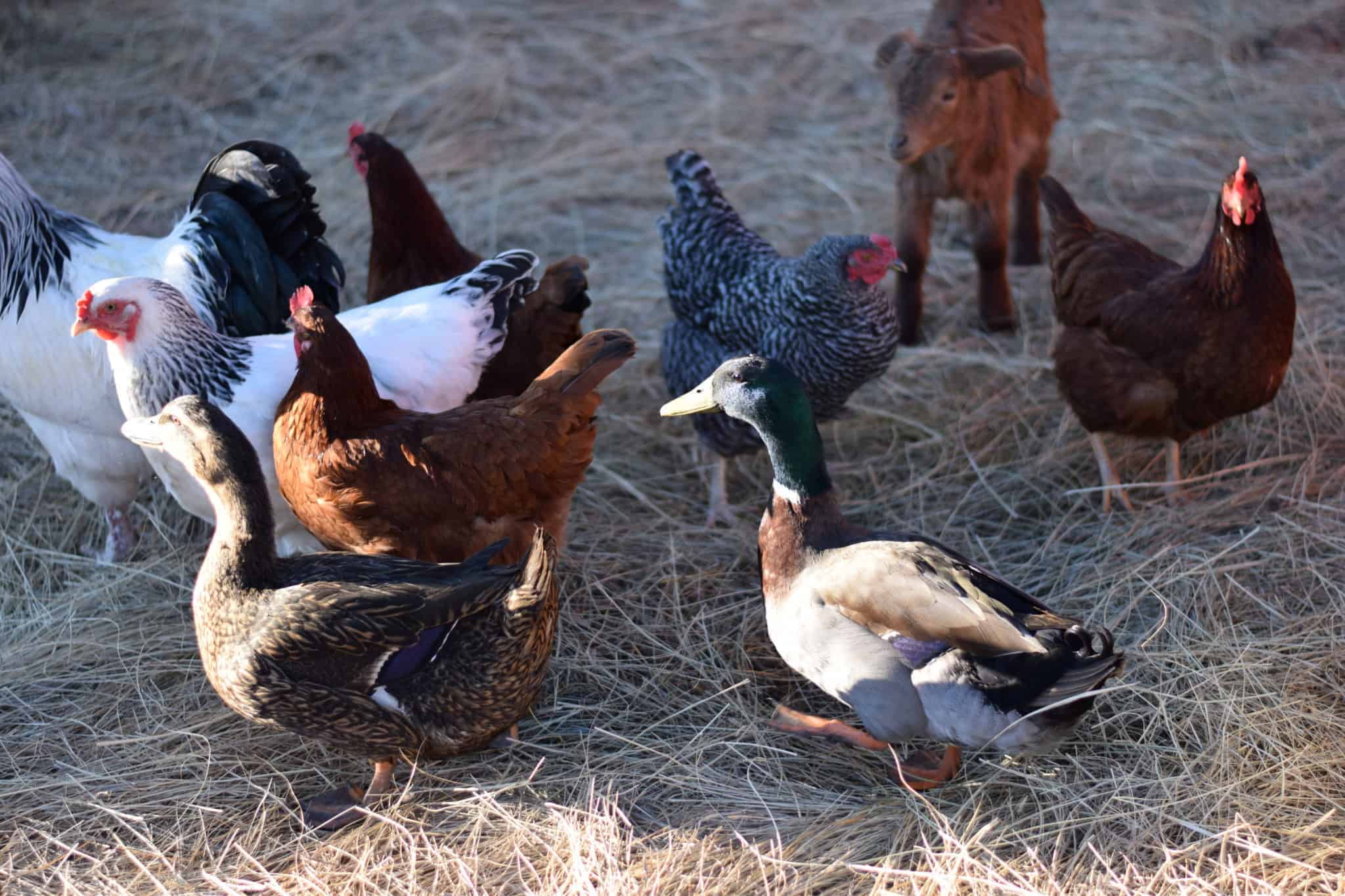 group of chickens and ducks standing in a hay pile 