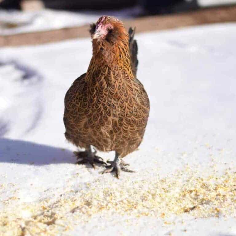 small chicken ranging on snow