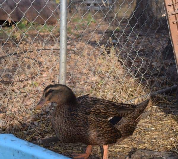 duck standing next to a kiddie pool