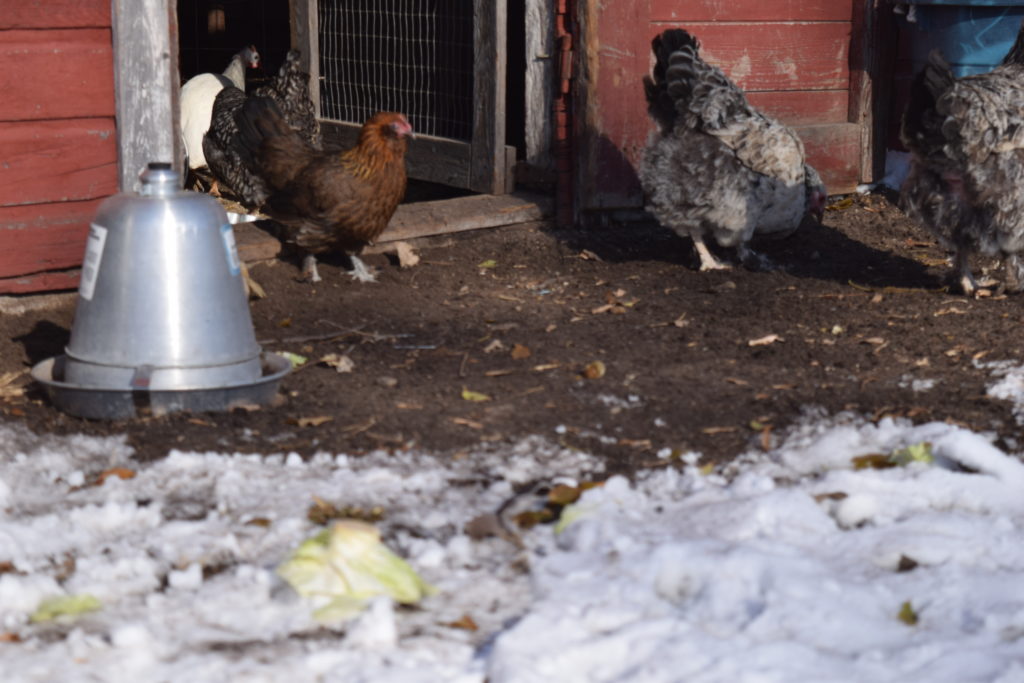 chickens in a coop door