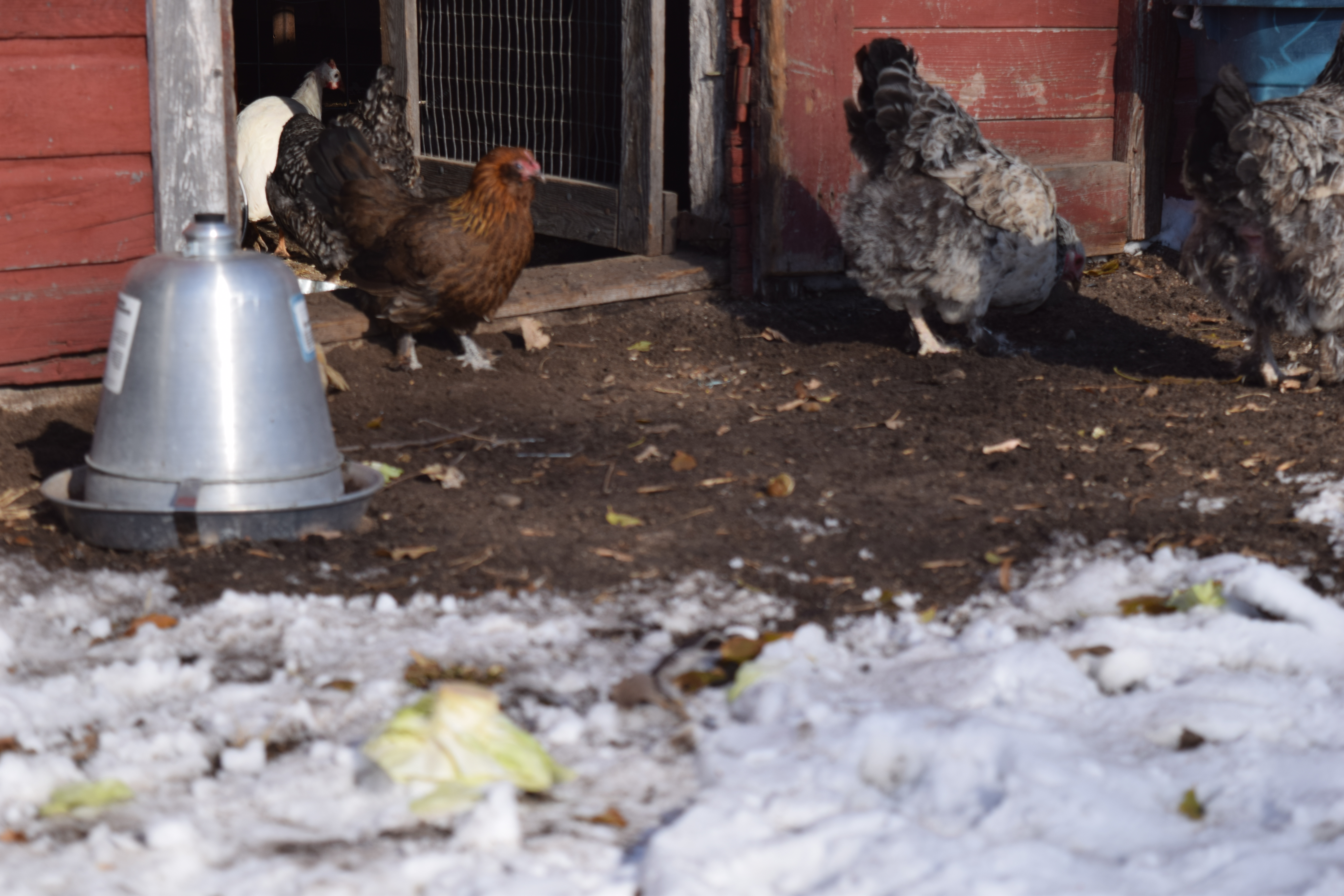 Guide to Raising Chickens in the Winter - Boots & Hooves Homestead