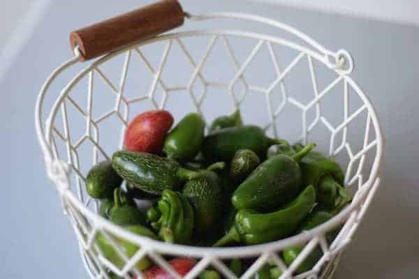 white wire basket filled with jalapeño peppers freshly harvested from the garden