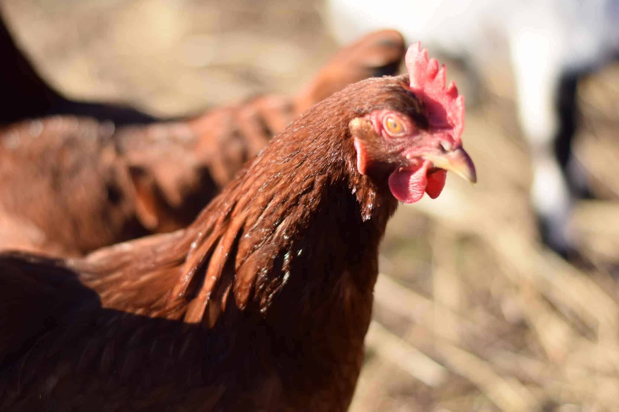 close up picture of a Rhode Island red chicken