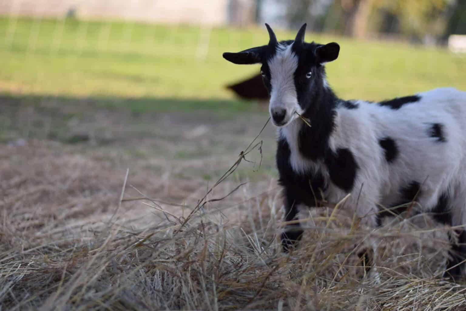 Livestock Safe from Poisonous Plants - Boots & Hooves Homestead