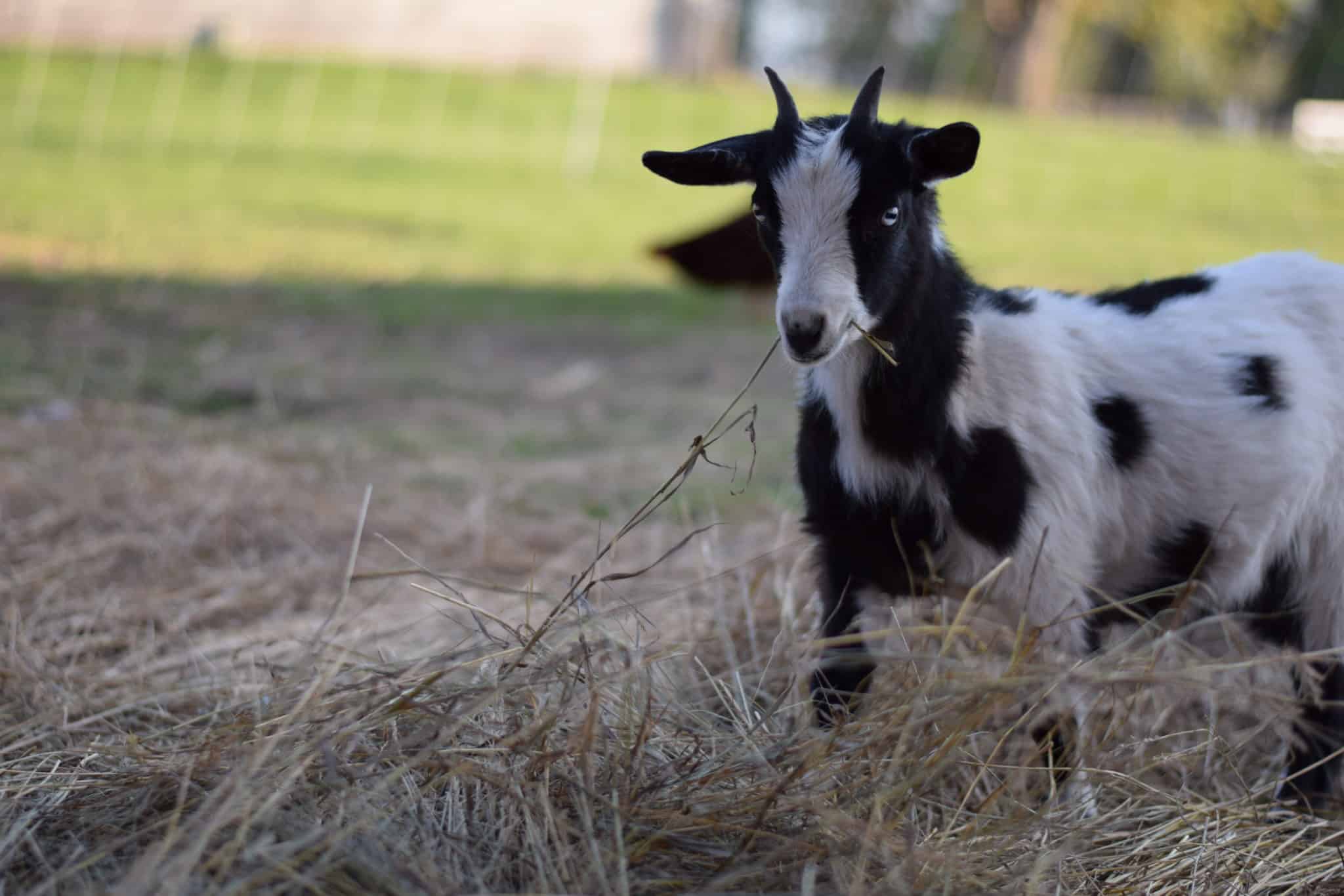 small goat eating hay outside