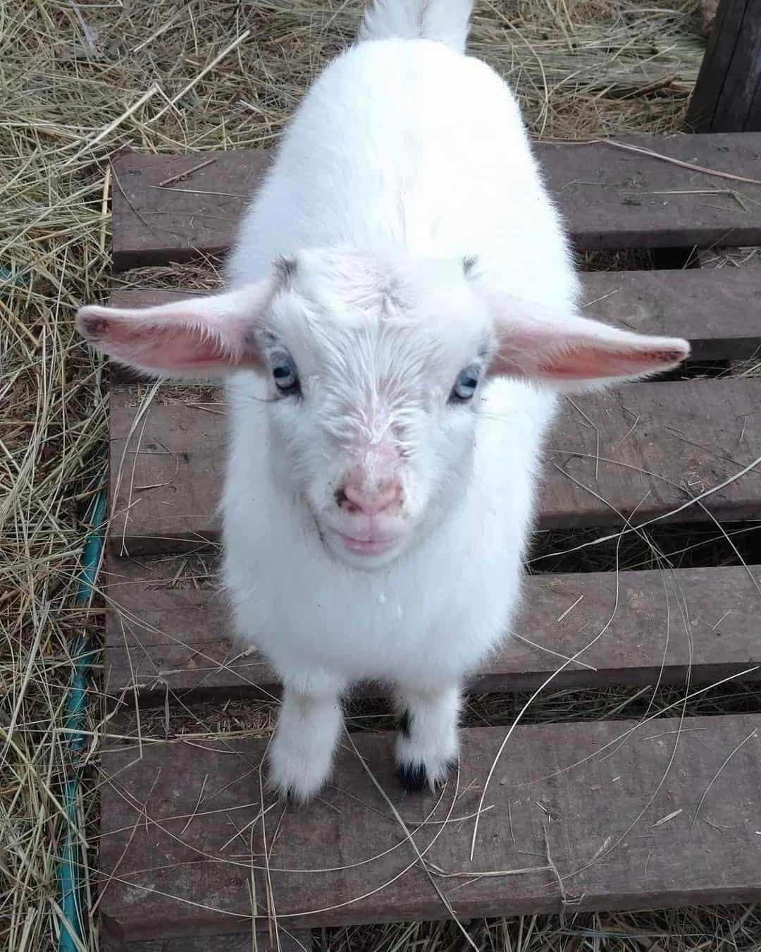 white pygmy goat standing on a pallet